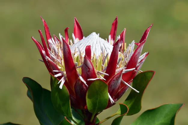 Cultivando Protea