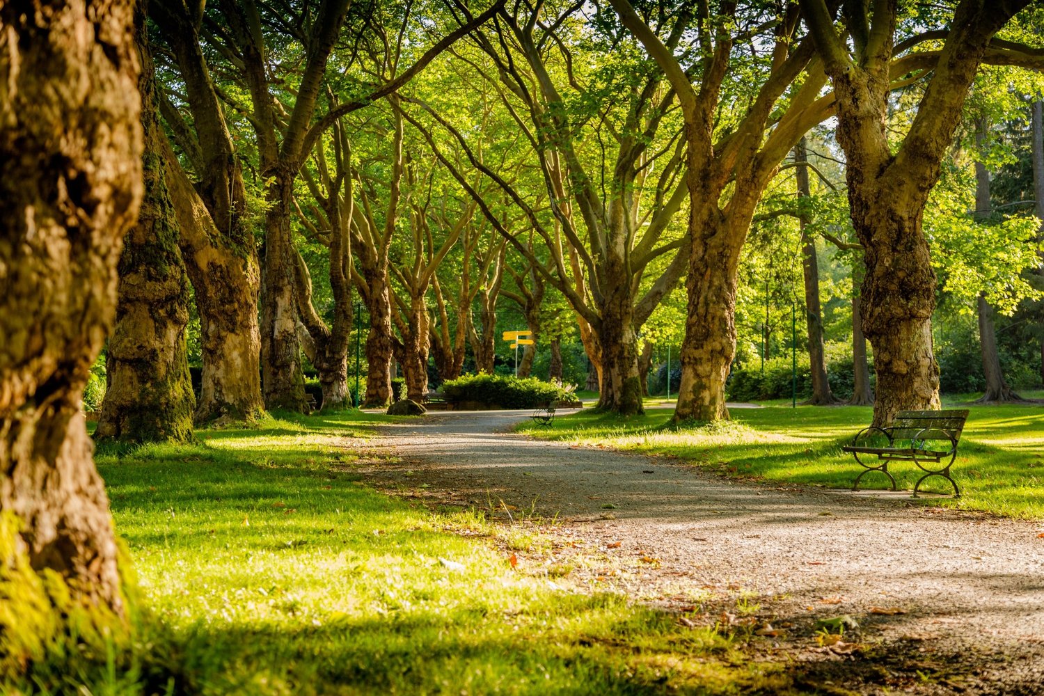 A Beleza da Natureza e seus Benefícios para a Saúde