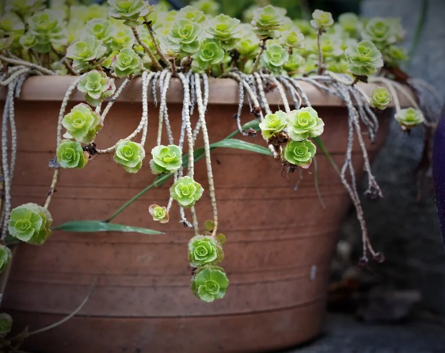 Ceropegia woodii como cultivar essa planta pendente